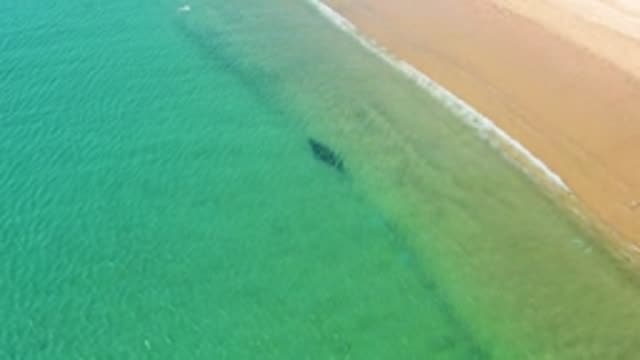 LOS FRAILES LOS CABOS BCS MEXICO-2022: Seagull Flying Over Sandy Beach and Clear Ocean