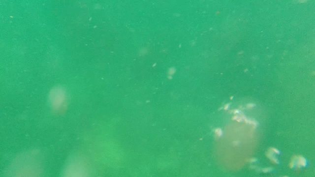 CABO PULMO BCS MEXICO-2022: Small Fish Swimming in Murky Green Underwater Environment