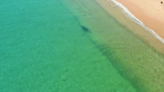 LOS FRAILES LOS CABOS BCS MEXICO-2022: Bird Flying Over Shallow Ocean and Sandy Beach