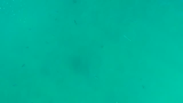 LA FORTUNA EAST CAPE BCS MEXICO-2022: Small Fish Swimming in Clear Turquoise Water