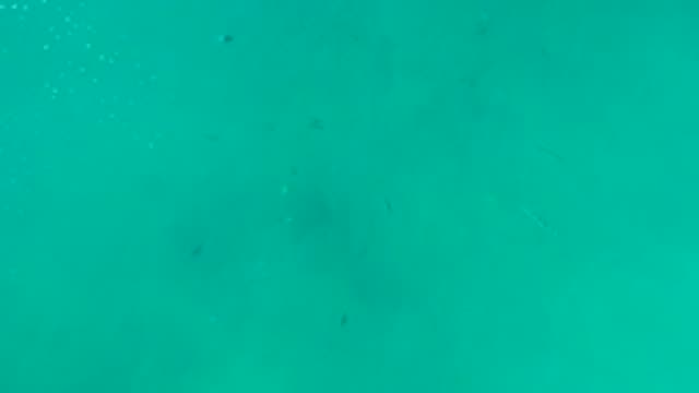 LA FORTUNA EAST CAPE BCS MEXICO-2022: Small Fish Swimming in Clear Turquoise Water