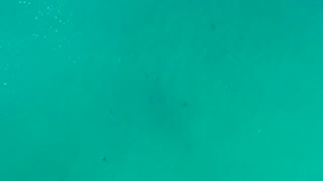 LA FORTUNA EAST CAPE BCS MEXICO-2022: Small Fish Swimming in Turquoise Ocean Water