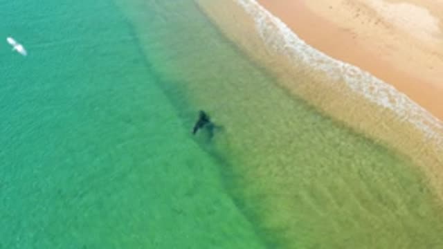 LOS FRAILES LOS CABOS BCS MEXICO-2022: Person Wading in Shallow Coastal Waters Toward Sandy Shore
