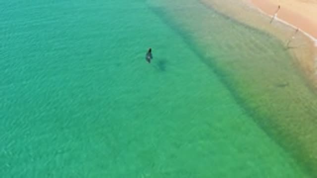 LOS FRAILES LOS CABOS BCS MEXICO-2022: Person Wading in Clear Coastal Waters with Seagulls