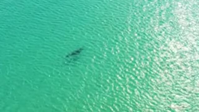 LOS FRAILES LOS CABOS BCS MEXICO-2022: Shark Swimming in Turquoise Water with Seagulls Flying