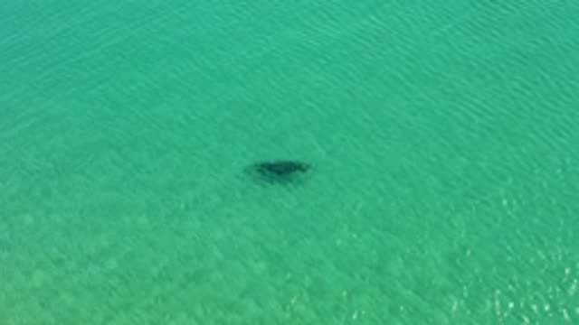 LOS FRAILES LOS CABOS BCS MEXICO-2022: Manta Ray Gliding Through Shallow Turquoise Ocean