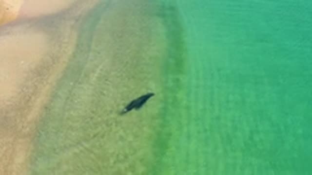 LOS FRAILES LOS CABOS BCS MEXICO-2022: Shark Gliding Through Clear Shallow Turquoise Coastal Waters