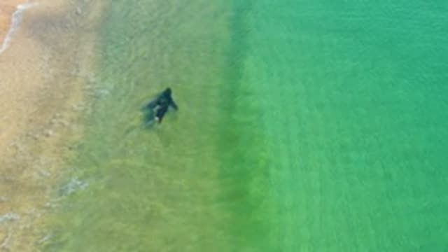 LOS FRAILES LOS CABOS BCS MEXICO-2022: Seal Swimming Near Sandy Shore in Clear Water