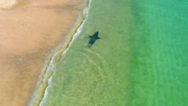LOS FRAILES LOS CABOS BCS MEXICO-2022: Marine Animal Swimming near Sandy Shore