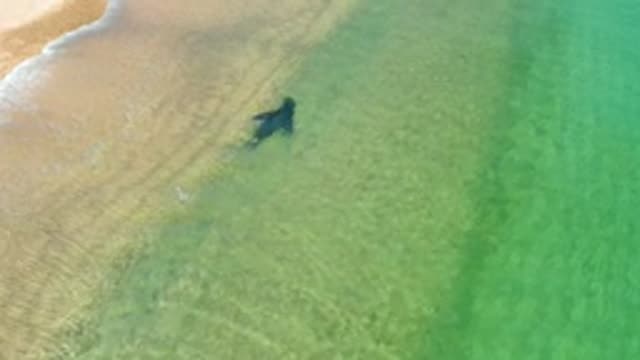 LOS FRAILES LOS CABOS BCS MEXICO-2022: Sea Turtle Swimming Near Sandy Shore with Seagulls