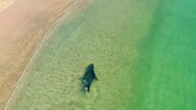 LOS FRAILES LOS CABOS BCS MEXICO-2022: Manta Ray Swimming in Shallow Coastal Waters