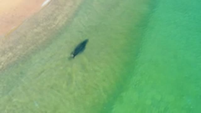 LOS FRAILES LOS CABOS BCS MEXICO-2022: A Large Marine Animal Swims in Shallow Coastal Waters