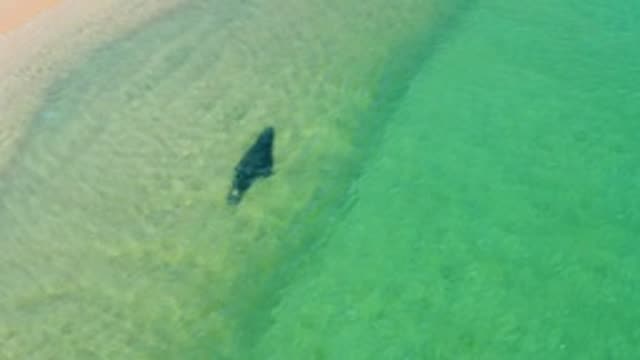 LOS FRAILES LOS CABOS BCS MEXICO-2022: Manta Ray Swimming in Shallow Coastal Waters