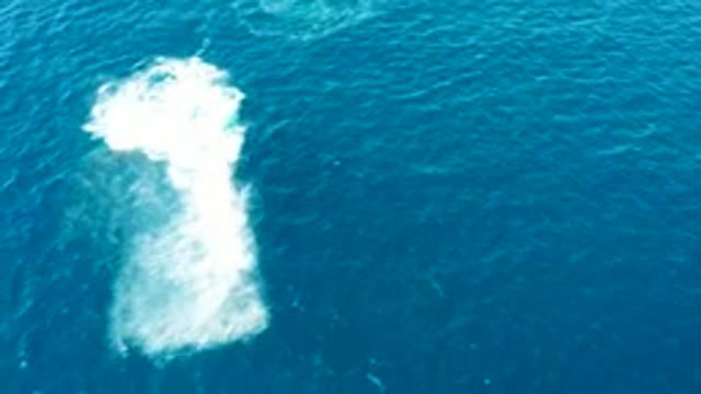 BUZZARDS EAST CAPE LOS CABOS BCS MEXICO-2022: Whale Spout Dissipating in the Ocean