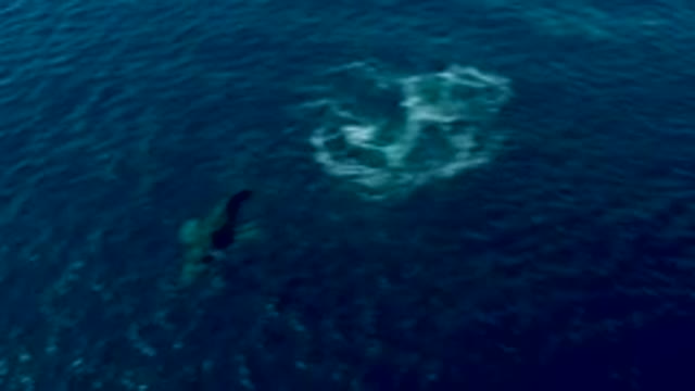 BUZZARDS EAST CAPE LOS CABOS BCS MEXICO-2022: Humpback Whale Surfacing and Tail Slapping in Ocean