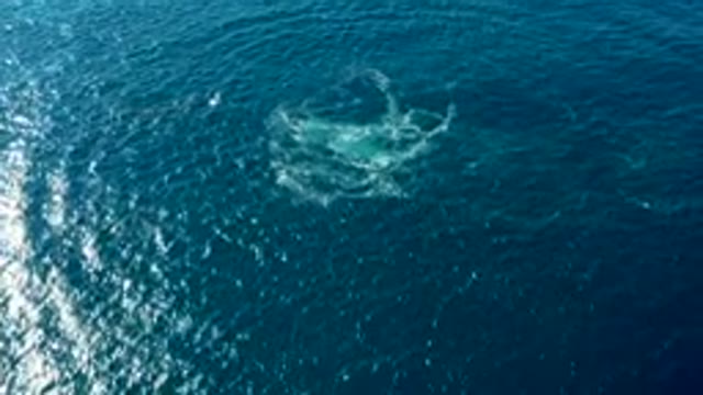 BUZZARDS EAST CAPE LOS CABOS BCS MEXICO-2022: Whale Breaching and Splashing in Ocean Waters