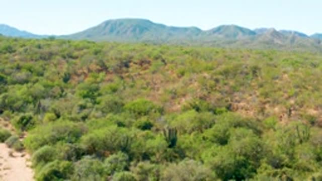 EL SALADO VIEJO LOS CABOS BCS MEXICO-2022: Desert Cacti and Shrubs with Distant Mountains