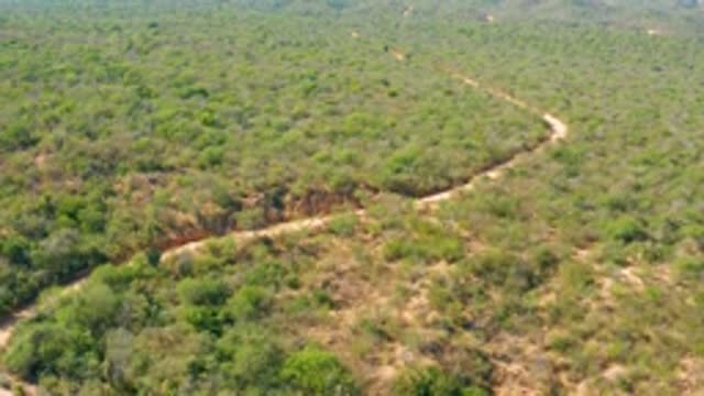 EL SALADO VIEJO LOS CABOS BCS MEXICO-2022: Winding Dirt Road Through Lush Forest Landscape