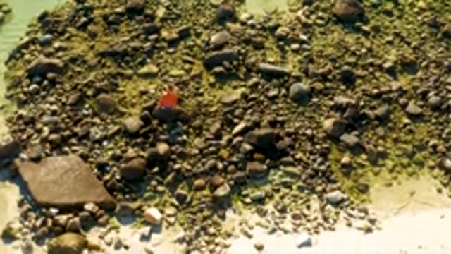 EL TULE LOS CABOS BCS MEXICO-2022: Person in Orange Shirt Moving on Rocky Shore