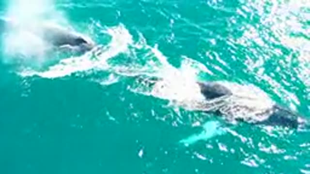 EL TULE LOS CABOS BCS MEXICO-2022: Two Whales Swimming in Turquoise Ocean