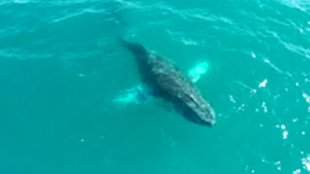 EL TULE LOS CABOS BCS MEXICO-2022: Humpback Whale Surfacing in Turquoise Ocean