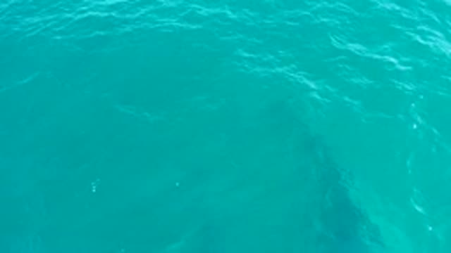 EL TULE LOS CABOS BCS MEXICO-2022: Whale Gliding Under Clear Ocean Water