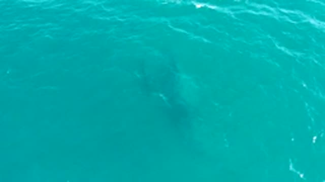 EL TULE LOS CABOS BCS MEXICO-2022: Whale Swimming Underwater in Clear Turquoise Water