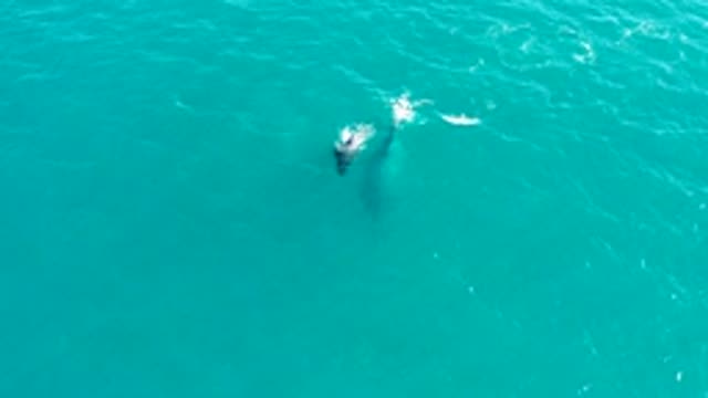 EL TULE LOS CABOS BCS MEXICO-2022: Whale Swimming in Turquoise Ocean Waters
