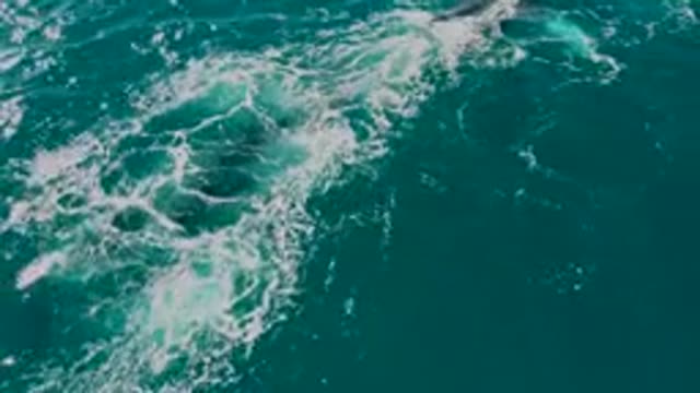 EL TULE LOS CABOS BCS MEXICO-2022: Whale Emerging From Turquoise Ocean Waves