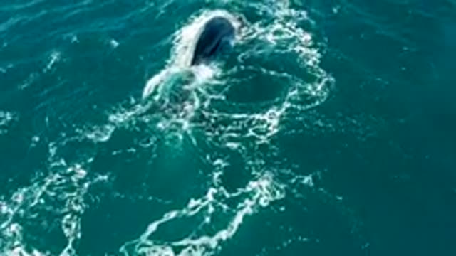 EL TULE LOS CABOS BCS MEXICO-2022: Whale Surfacing and Diving in Ocean Waters