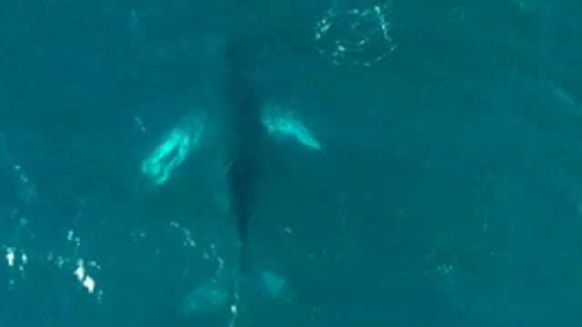 EL TULE LOS CABOS BCS MEXICO-2022: Humpback Whale Swimming Underwater