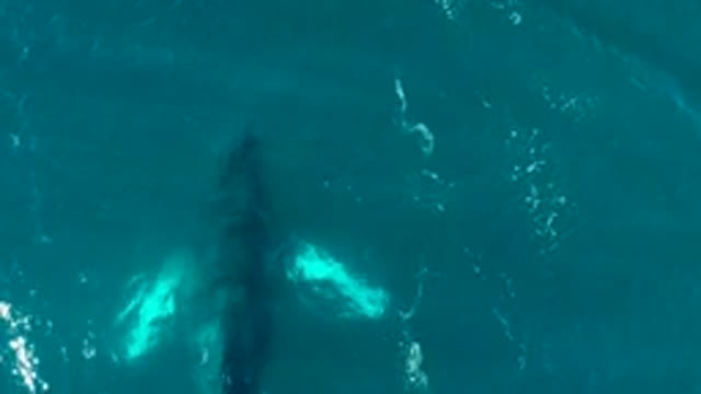EL TULE LOS CABOS BCS MEXICO-2022: Humpback Whale Gliding Underwater