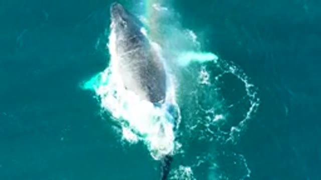 EL TULE LOS CABOS BCS MEXICO-2022: Humpback Whale Surfacing and Splashing in Ocean