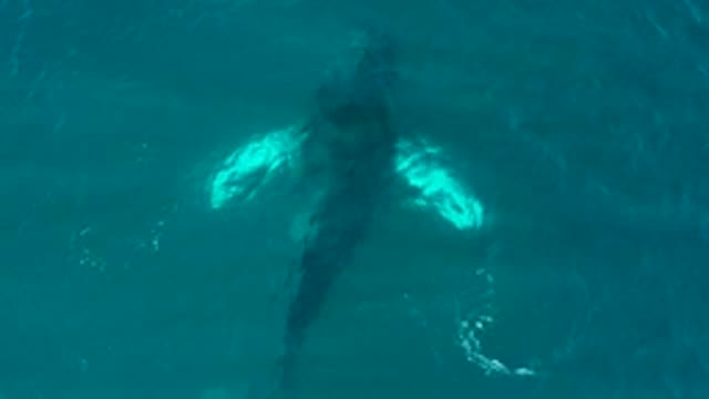 EL TULE LOS CABOS BCS MEXICO-2022: Humpback Whale Swimming Underwater