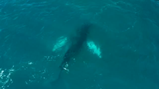 EL TULE LOS CABOS BCS MEXICO-2022: Humpback Whale Gliding in Clear Turquoise Water