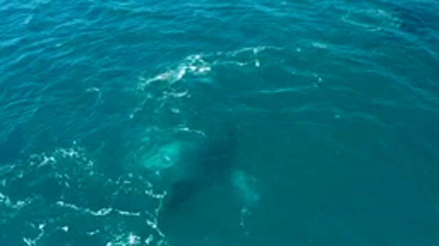 EL TULE LOS CABOS BCS MEXICO-2022: Whale Swimming Beneath Clear Ocean Surface
