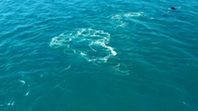 EL TULE LOS CABOS BCS MEXICO-2022: Whale's Tail Slapping Ocean Surface