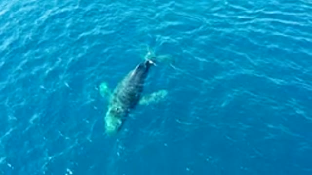 BUZZARDS EAST CAPE LOS CABOS BCS MEXICO-2022: Humpback Whale Swimming and Spouting in Ocean