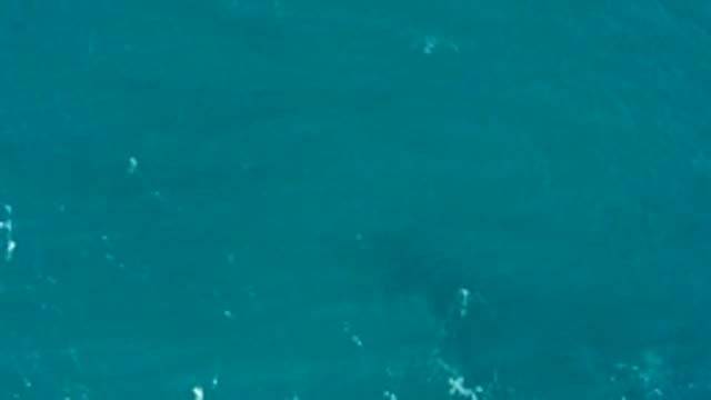 EL TULE LOS CABOS BCS MEXICO-2022: Shark Swimming Beneath Clear Turquoise Water Overhead