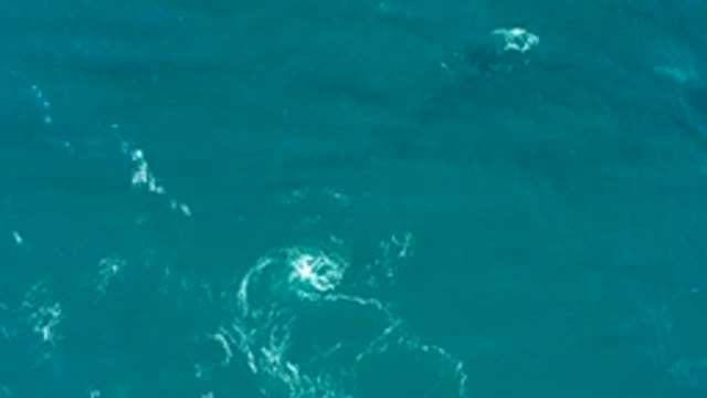 EL TULE LOS CABOS BCS MEXICO-2022: Marine Life Creating Surface Bubbles in Turquoise Water