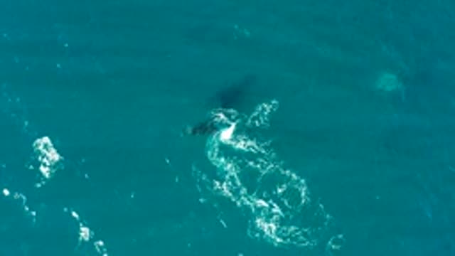 EL TULE LOS CABOS BCS MEXICO-2022: Whale Gliding Beneath Ocean Surface