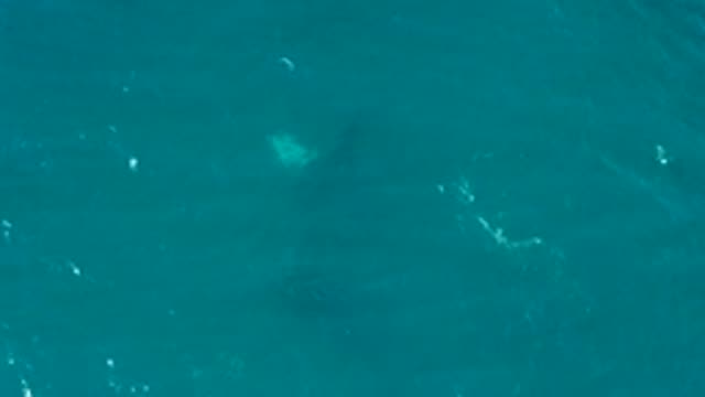 EL TULE LOS CABOS BCS MEXICO-2022: Shark Swimming in Clear Turquoise Water