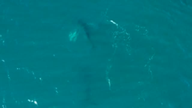 EL TULE LOS CABOS BCS MEXICO-2022: Overhead View of Whale Swimming in Turquoise Water