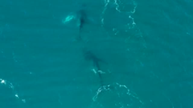 EL TULE LOS CABOS BCS MEXICO-2022: Two Sharks Swimming in Clear Turquoise Ocean Water