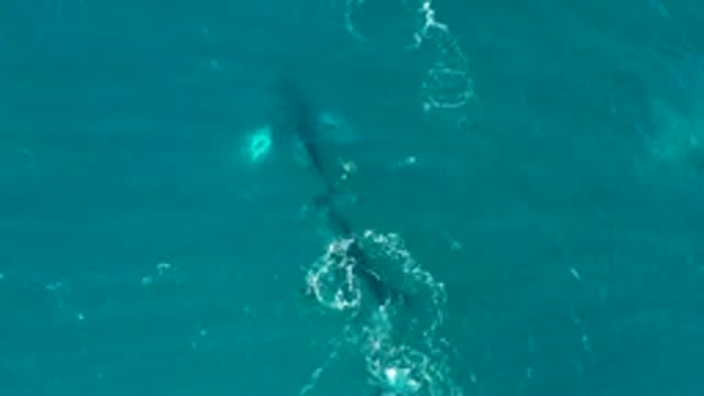 EL TULE LOS CABOS BCS MEXICO-2022: Whale Swimming in Clear Turquoise Ocean
