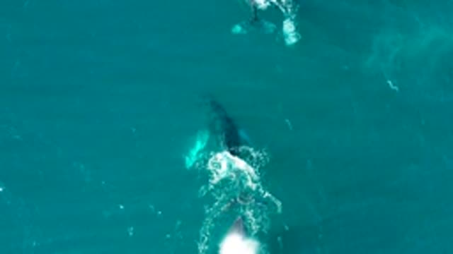 EL TULE LOS CABOS BCS MEXICO-2022: Whales Surfacing and Spouting in Ocean