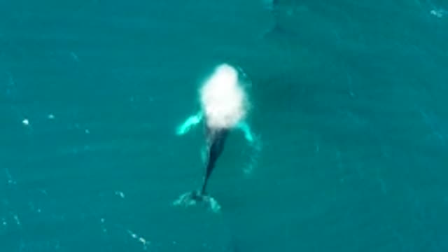 EL TULE LOS CABOS BCS MEXICO-2022: Humpback Whale Surfacing and Spouting Water
