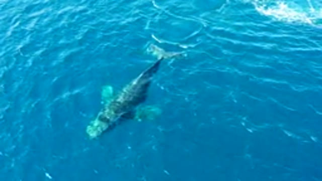 BUZZARDS EAST CAPE LOS CABOS BCS MEXICO-2022: Humpback Whale Swimming in Clear Blue Ocean