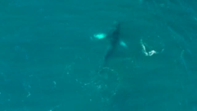 EL TULE LOS CABOS BCS MEXICO-2022: Humpback Whale Swimming in Clear Ocean Water
