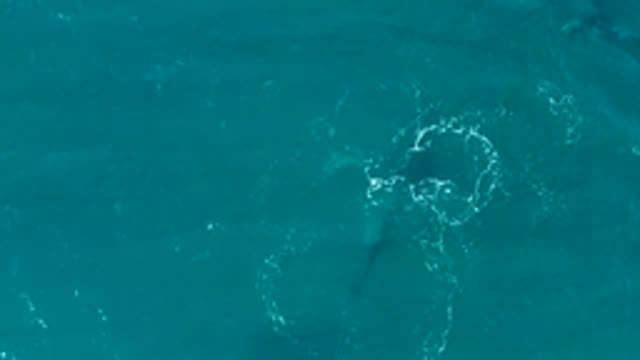 EL TULE LOS CABOS BCS MEXICO-2022: Whale Surfacing and Swimming in Clear Ocean Water